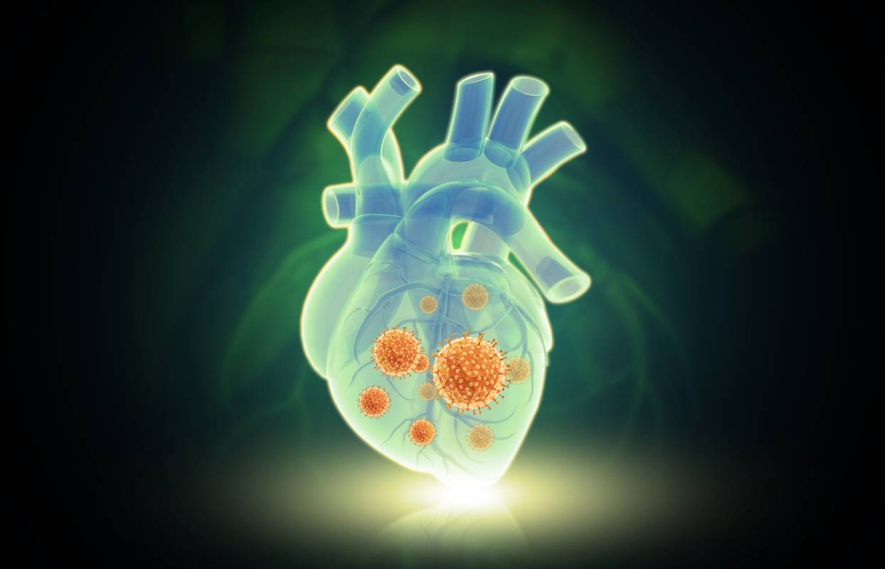 COVID-19 has been found to interact with and affect the cardiovascular system.